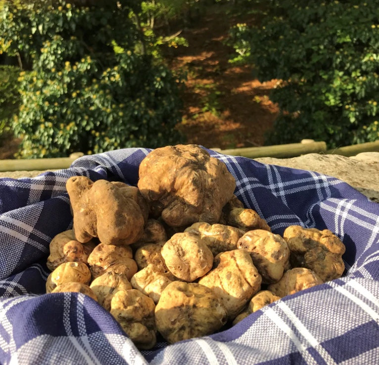 Švieži baltieji žiemos trumai (Tuber Magnatum Pico)